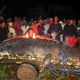 Image for article titled Holy F**K That's a Big Crocodile